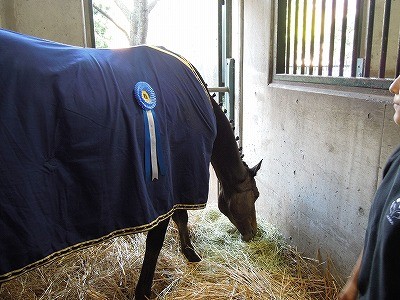 乗馬優勝の証ブルーリボン