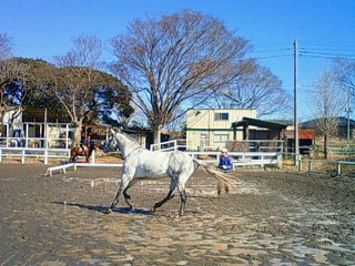 馬のグラウンドワーク