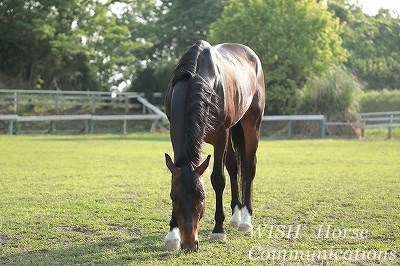 乗馬の毛艶