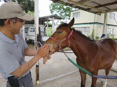 新馬調教