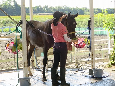 馬の成長