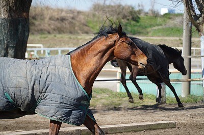 乗馬は安心