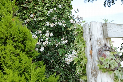 小輪の薔薇