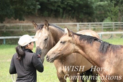 夢の乗馬