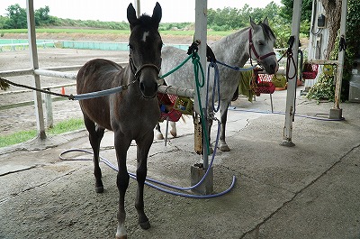 手をかけ愛情かけた馬育て