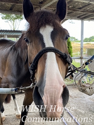 馬が甘える