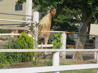 頭のいい馬