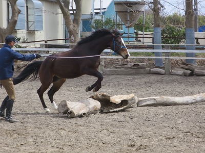 馬の可能性を信じよう