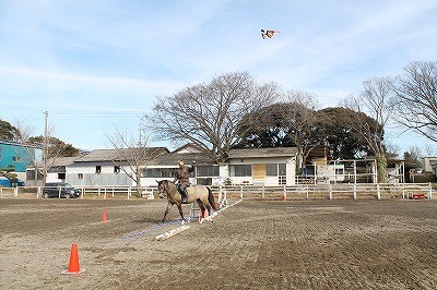 馬と遊ぶ