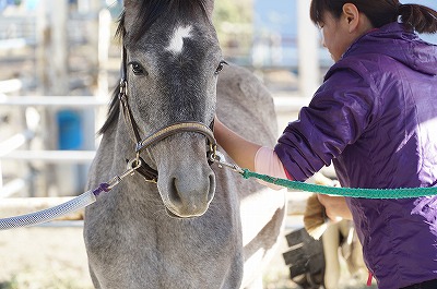 馬とコミュニケーションしたい 柏エリアの乗馬 ウィッシュホースコミュニケーションズ