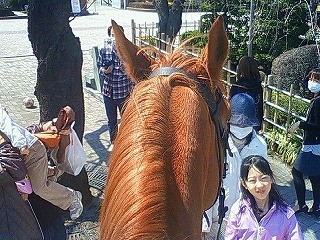 馬とふれあい体験