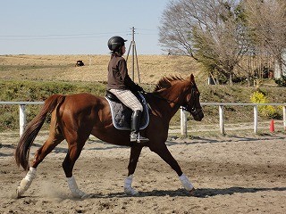 のびのび馬場運動