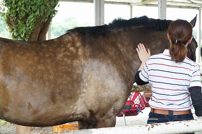 馬の体調が良い時に出る模様