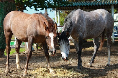 生き生きした馬と、人への好奇心