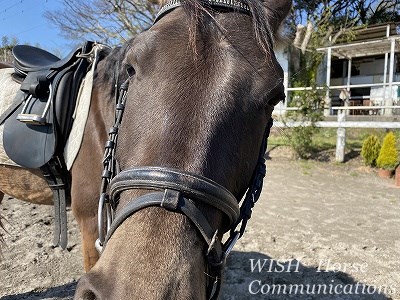 コミュニケーション乗馬