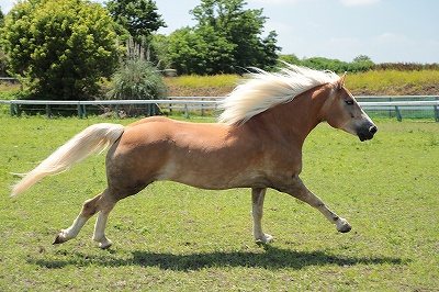 馬を大切にする乗馬クラブ