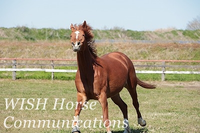 心をゆるした馬