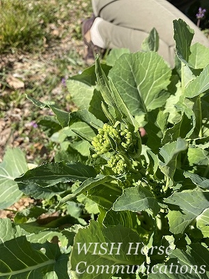 菜の花のつぼみ