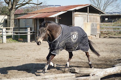 馬の良いところを引き出すように