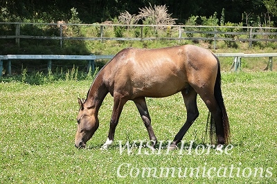 毛艶の良い馬