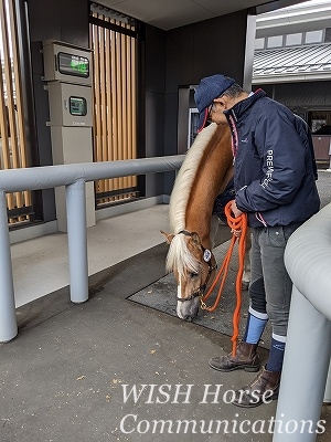全日本馬場馬術大会