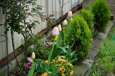乗馬クラブの花壇
