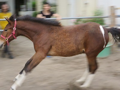元気で人なつこい馬