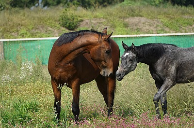 馬にも意志と言葉がある