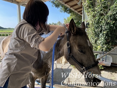 思いやりの馬手入れテクニック