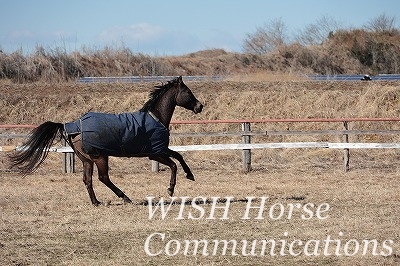 ハッピーな馬