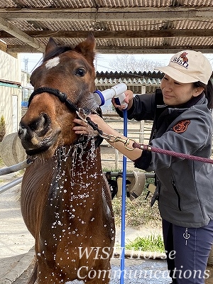馬の教育