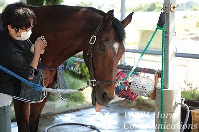 乗馬が上手くなるには