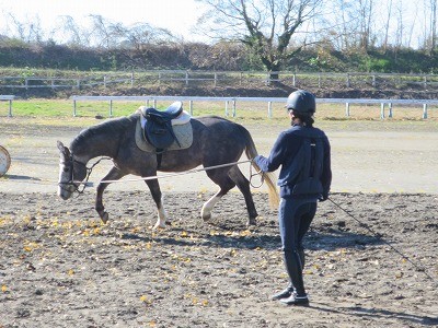 乗馬で馬と仲良く