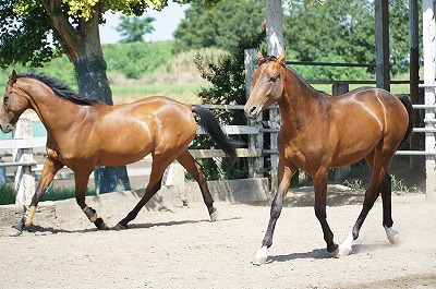 いい乗馬がしたい？行動あるのみ