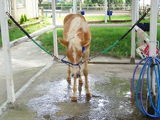 乗馬クラブウィッシュホースコミュニケーションズの新しい仲間