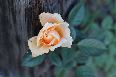 乗馬クラブのバラの花