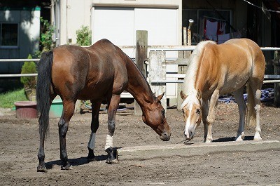 馬は子供のよう