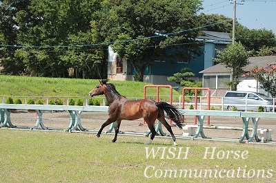 気持ち良さそうに走る馬