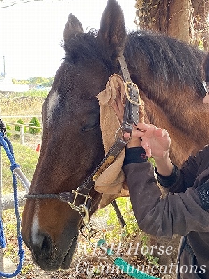 幸せな馬