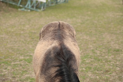 乗馬の毛色