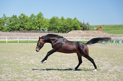 手をかけて良い馬を育てたい