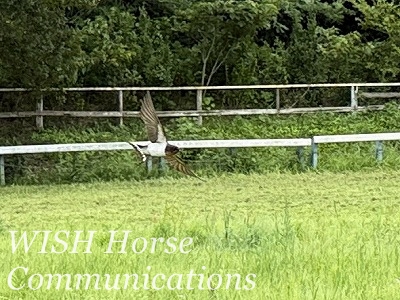 牧場　つばめ