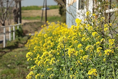 菜の花乗馬