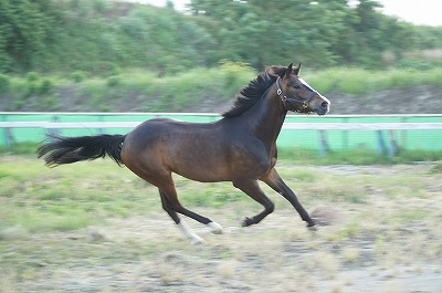 幸せな馬が幸せな乗馬をくれる