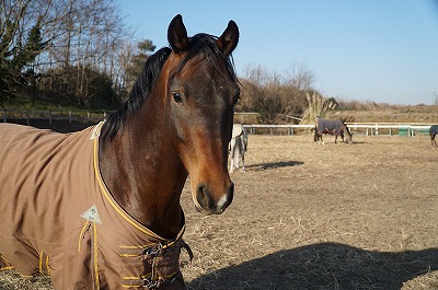 美しい馬 柏エリアの乗馬 ウィッシュホースコミュニケーションズ