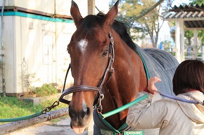 馬のたてがみ梳き