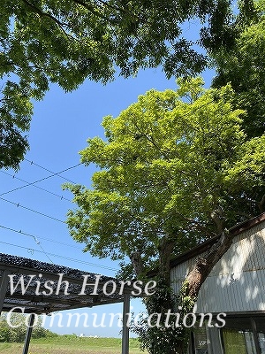 新緑の牧場
