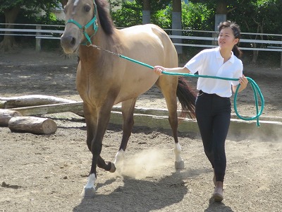 なぜ馬が言うことを聞くのか