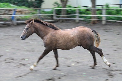 風の中を走る馬