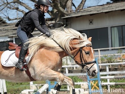 乗馬　障害飛越